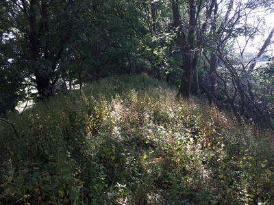 Bild vergrößern: Das Foto zeigt einen bewaldeten Hgel.