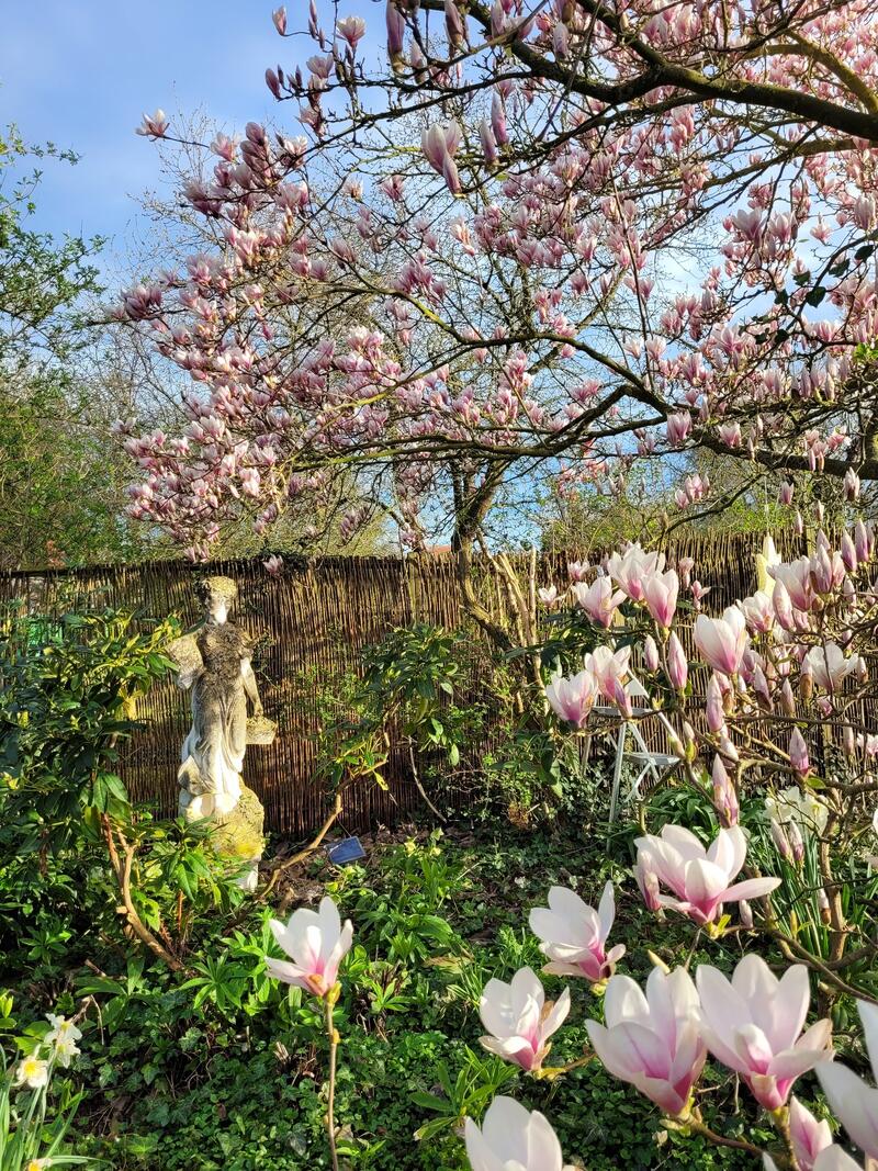 Äste eines blühenden Magnolienbaumes ragen von rechts in das Bild.
Im Hintergrund ist ein Holzzaun erkennbar.