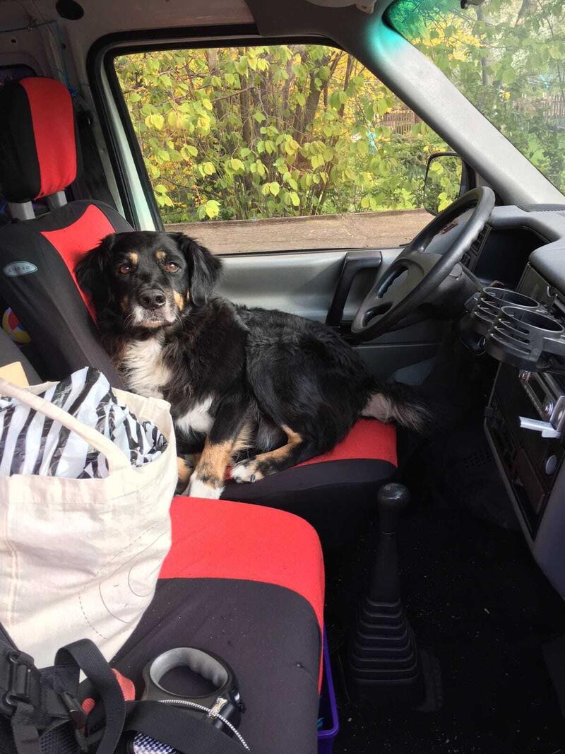 Auf dem Bild ist das Innere der Fahrerkabine eines Kfz zu sehen. Fotografiert wird von der Beifahrerseite aus. Auf dem Fahrersitz liegt ein schwarz-weiß-brauner Hund und schaut in die Kamera.