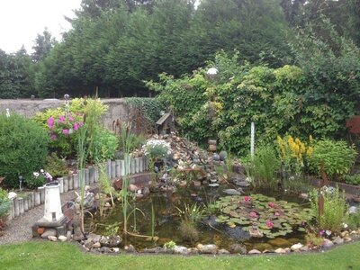Bild vergrößern: Das Foto zeigt mittig einen Gartenteich mit Seeroesen, umgeben von Grsern und Bschen.