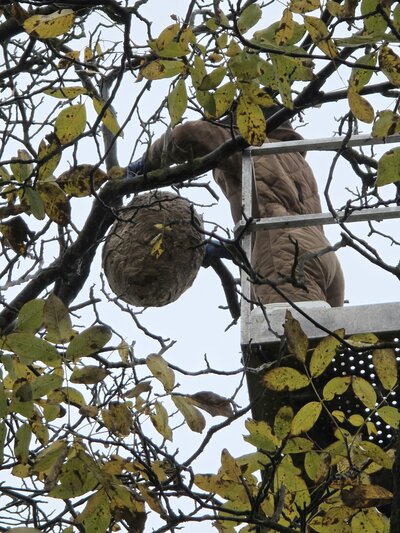 Bild vergr&ouml;&szlig;ern: Auf dem Bild ist ein Baum zu sehen, in den der Betrachter von unten blickt. Im Baum h�ngt ein etwa fu�ballgro�es, braunes Insektennest, welches von einer Person mit Schutzkleidung auf einem Hubsteiger entfernt wird.