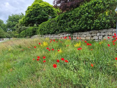 Bild vergr&ouml;&szlig;ern: Vor einer gr�n bewachsenen Steinmauer bl�ht roter Mohn.
